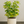 Load image into Gallery viewer, Schefflera Arboricola Gold Capella
