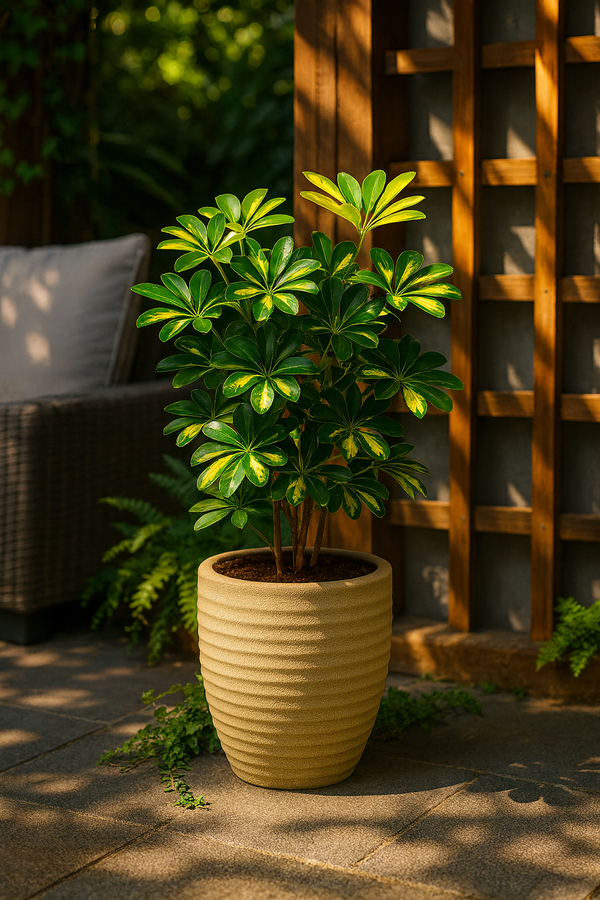 Schefflera Arboricola Gold Capella