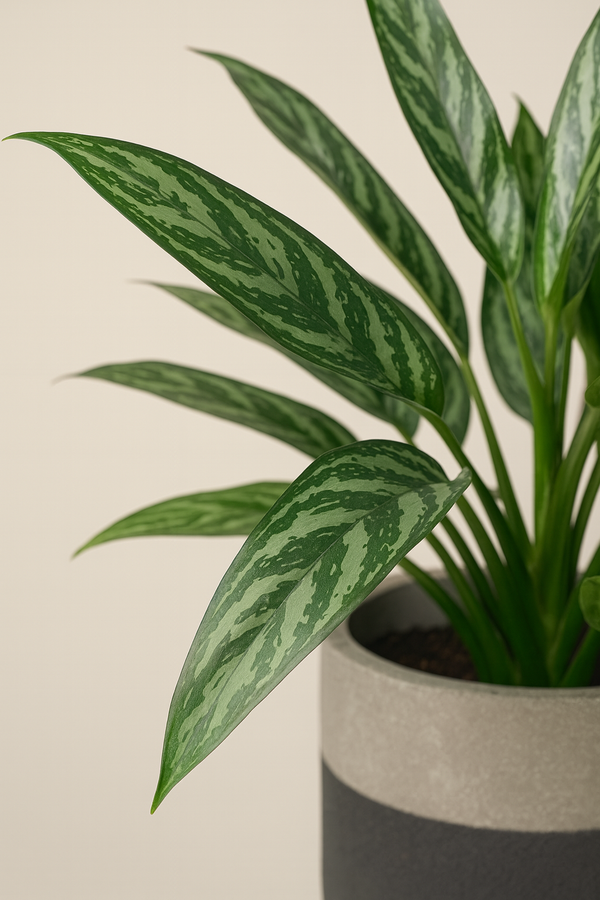 Aglaonema Tigress