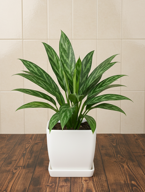 Aglaonema Tigress