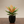 Load image into Gallery viewer, Philodendron Prince of Orange
