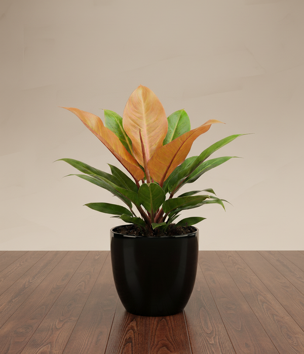 Philodendron Prince of Orange