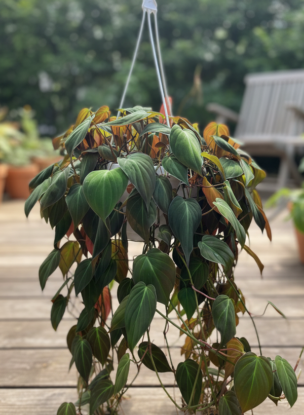 Philodendron Micans In A Hanging Basket