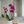 Load image into Gallery viewer, Orchid Phalaenopsis Purple
