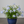 Load image into Gallery viewer, Plumbago Imperial Blue
