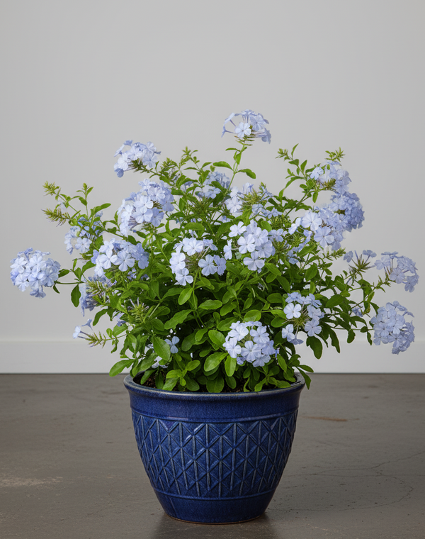 Plumbago Imperial Blue