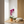 Load image into Gallery viewer, Orchid Phalaenopsis Purple
