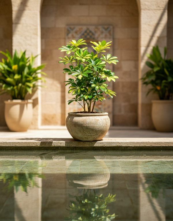 Schefflera Arboricola Gold Capella