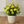 Load image into Gallery viewer, Mandevilla Bush Colors

