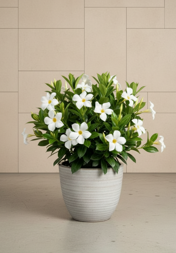 Mandevilla Bush Colors