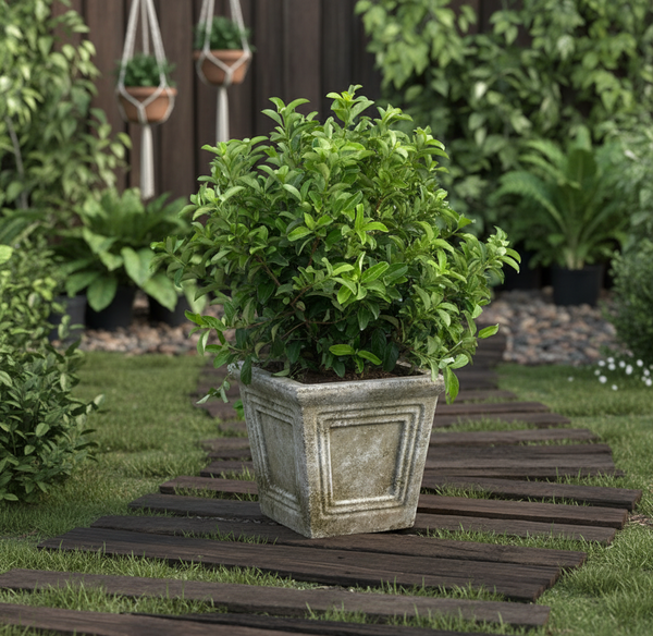 Viburnum Odoratissimum