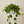 Load image into Gallery viewer, Philodendron Brazil In A Hanging Basket
