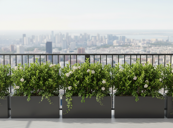 Viburnum Odoratissimum