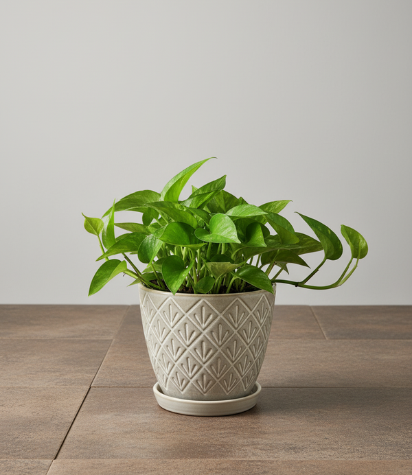 pothos camouflage Pothos Camouflage – ShopTropicals