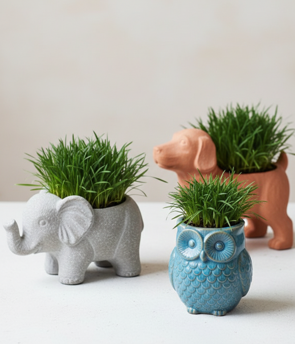 Grass Mondo Dwarf Or Regular