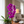 Load image into Gallery viewer, Orchid Phalaenopsis Purple
