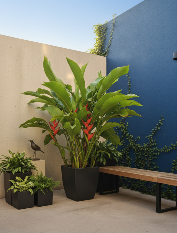 heliconia potted plant Heliconia Super Firebird – ShopTropicals