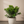 Load image into Gallery viewer, Gardenia Florida - Cape Jasmine (No blooms)
