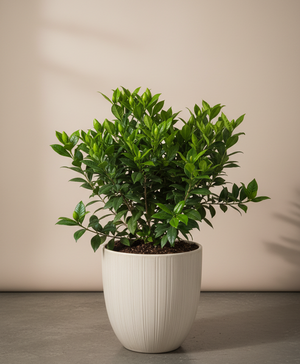 Gardenia Florida - Cape Jasmine (No blooms)