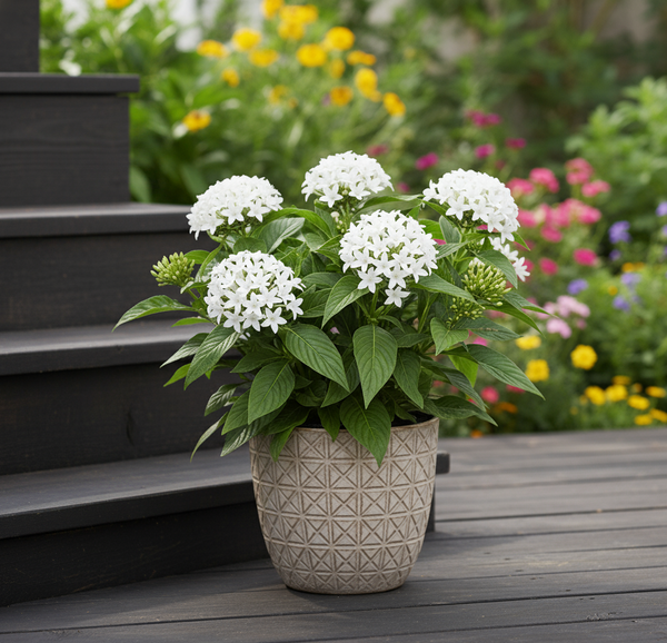 white flowering potted plants Pentas White (No blooms) – ShopTropicals