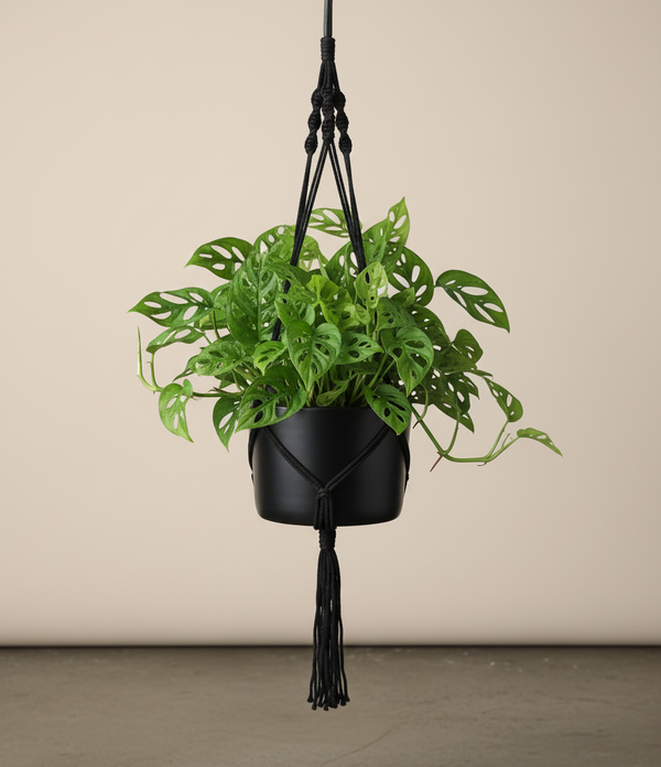 swiss cheese plant hanging basket Monstera Swiss Cheese In A Hanging Basket – ShopTropicals