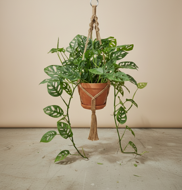 swiss cheese plant hanging Monstera Swiss Cheese In A Hanging Basket – ShopTropicals