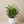 Load image into Gallery viewer, Aglaonema Silver Bay
