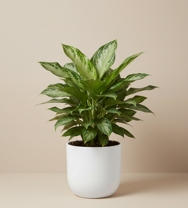 Aglaonema Silver Bay