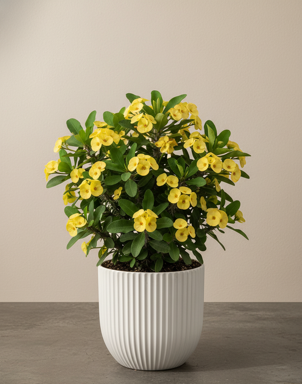 Crown Of Thorn Rosie or Yellow