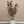 Load image into Gallery viewer, Ficus Elastica Ruby Bush
