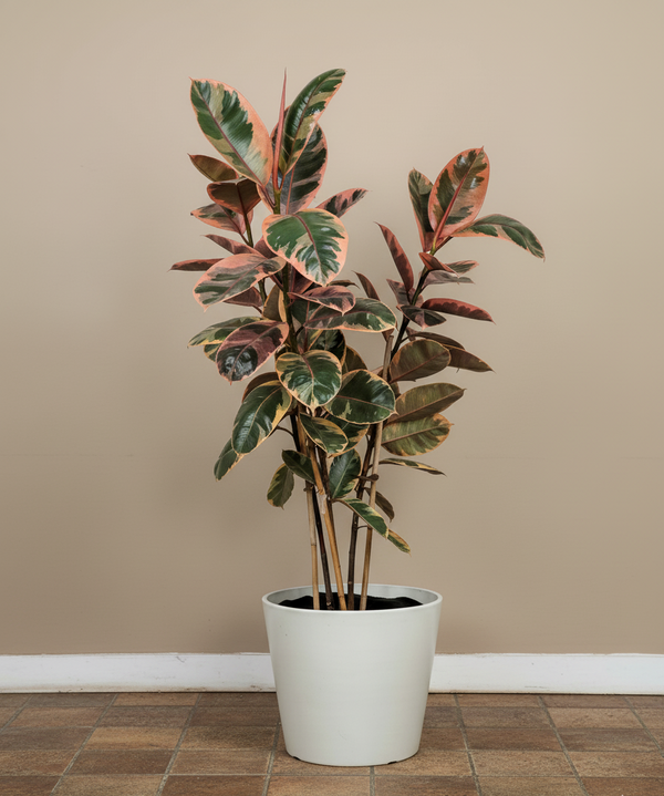 Ficus Elastica Ruby Bush