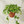 Load image into Gallery viewer, Pothos Marble Queen In A Hanging Basket
