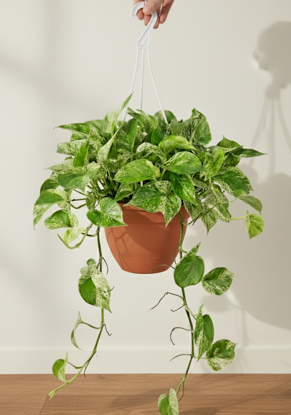 Pothos Marble Queen In A Hanging Basket
