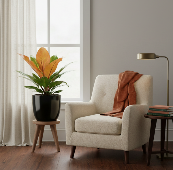 Philodendron Prince of Orange