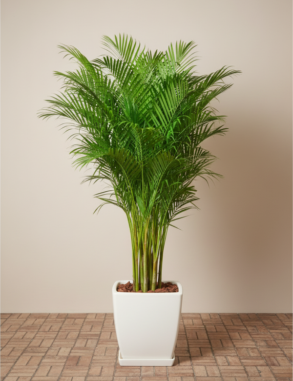 Palm Dypsis Areca