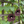 Load image into Gallery viewer, Copperleaf Dutcmans Pipe Calico on a Trellis / Few blooms
