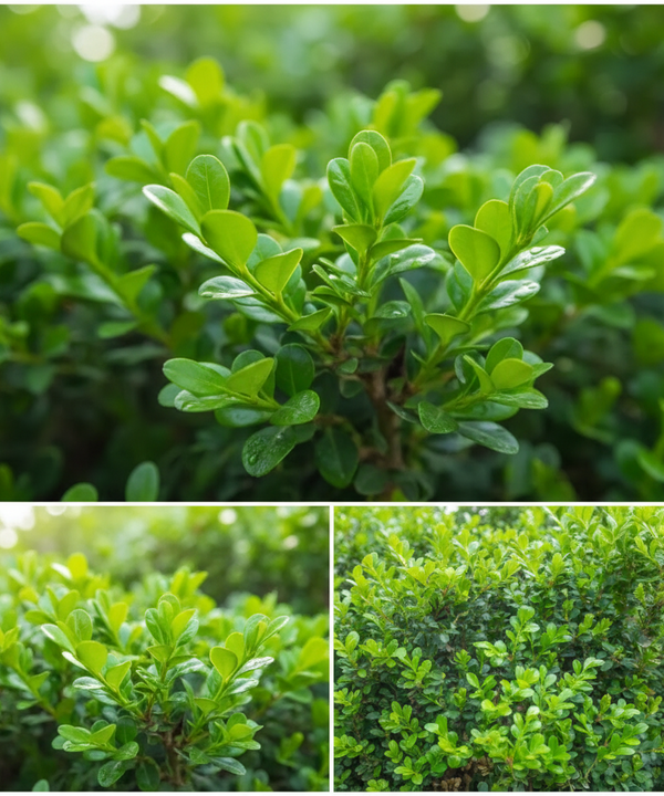 Japanese Boxwood