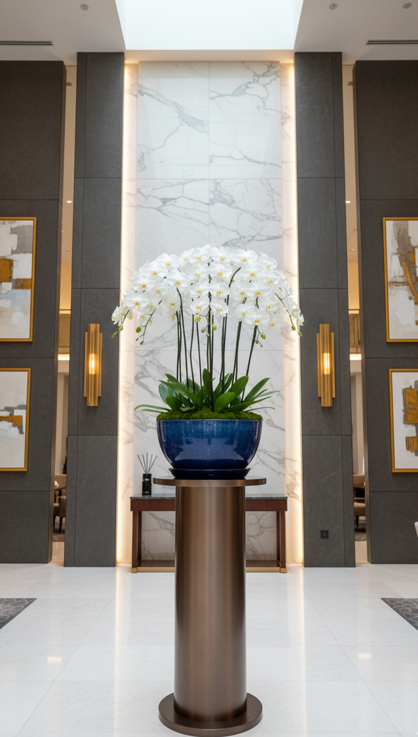 Orchid Phalaenopsis White