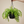 Load image into Gallery viewer, Cactus Fern Leaf In A Hanging Basket
