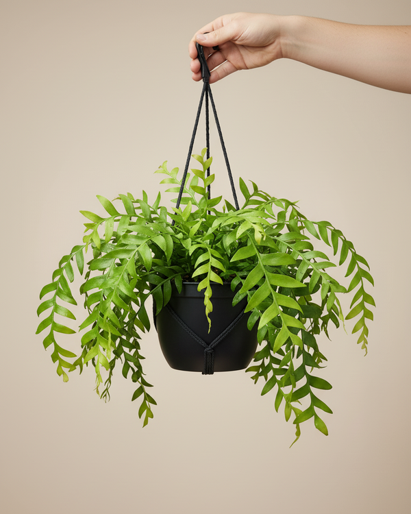Cactus Fern Leaf In A Hanging Basket