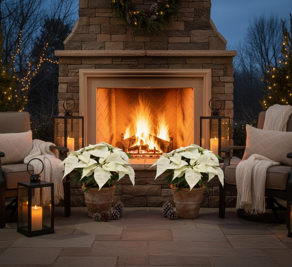 Custom Holiday Poinsettias, Orchids and Seasonal Flowering Plants