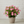 Load image into Gallery viewer, Mandevilla Bush Colors
