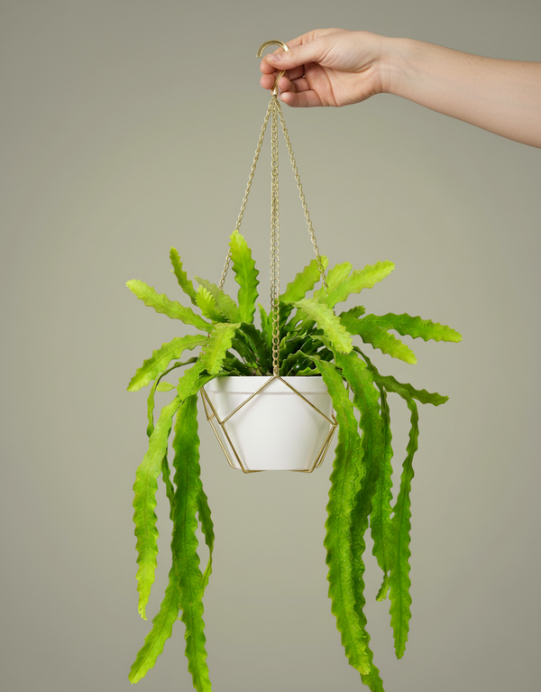 Cactus Blue Flame In a Hanging Basket