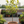 Load image into Gallery viewer, Ficus Altissima Yellow Gem Standard
