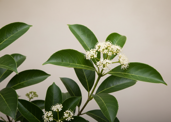 Viburnum Odoratissimum