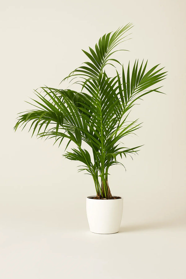 plastic palm plants Palm Howea Kentia – ShopTropicals