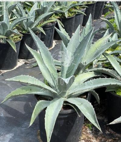 agave blu Agave Blue – ShopTropicals