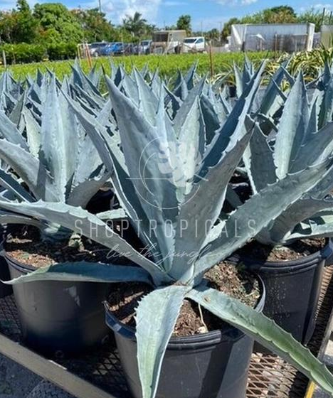 Agave Blue – ShopTropicals