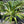 Load image into Gallery viewer, Agave Lurida Varigated
