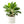 Load image into Gallery viewer, Aglaonema Maria
